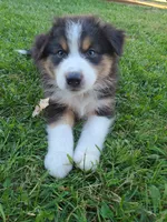 Buddy, a male Australian Shepherd for sale in Algonac, MI – 3 of 4