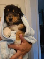 Rosie, a female Australian Shepherd for sale in Algonac, MI – 3 of 7