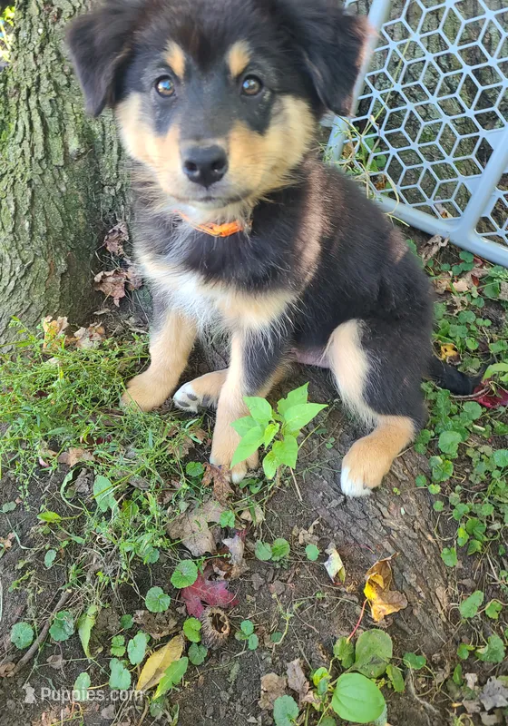 Teddy – Australian Shepherd puppy for sale in Algonac, MI