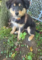 Teddy, a male Australian Shepherd for sale in Algonac, MI – 2 of 7