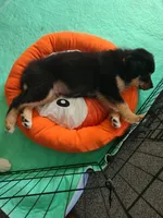 Teddy, a male Australian Shepherd for sale in Algonac, MI – 5 of 7