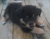 Teddy, a male Australian Shepherd for sale in Algonac, MI – 2 of 3