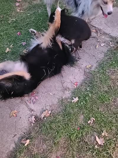 Teddy, a male Australian Shepherd for sale in Algonac, MI – 7 of 7