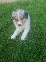 Pinky, a female Australian Shepherd for sale in Algonac, MI – 2 of 3