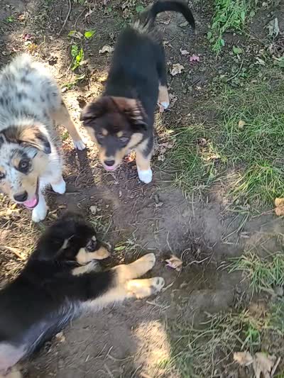 Rosie, a female Australian Shepherd for sale in Algonac, MI – 7 of 7