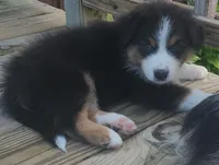 Buddy, a male Australian Shepherd for sale in Algonac, MI – 2 of 4