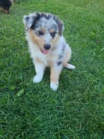 Nobby, a female Australian Shepherd for sale in Algonac, MI – 4 of 4