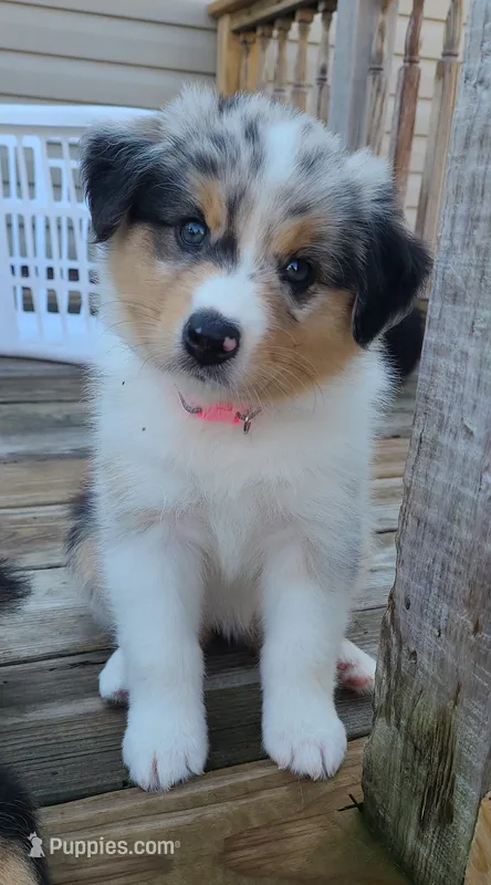 Pinky – Australian Shepherd puppy for sale in Algonac, MI