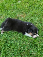 Girlfriend, a female Australian Shepherd for sale in Algonac, MI – 2 of 2