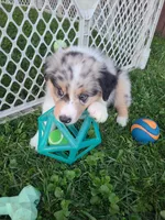 Pinky, a female Australian Shepherd for sale in Algonac, MI – 3 of 3