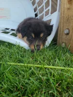 Teddy, a male Australian Shepherd for sale in Algonac, MI – 3 of 3