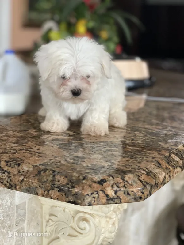 Maltese – Maltese puppy for sale in Tampa, FL