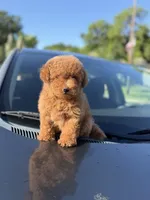 Toy poodle , a male Poodle - Toy  for sale in Tampa, FL – 3 of 3