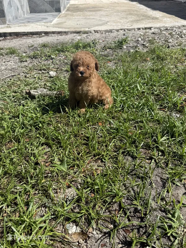Toy poodle  – Poodle - Toy  puppy for sale in Tampa, FL
