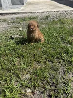 Toy poodle , a female Poodle - Toy  for sale in Tampa, FL – 1 of 2