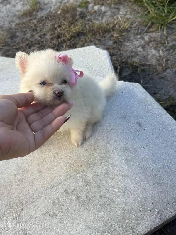 Pomeranian – Pomeranian puppy for sale in Tampa, FL