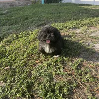 Shitzu, a female Shih Tzu for sale in Tampa, FL – Photo 1 of 2