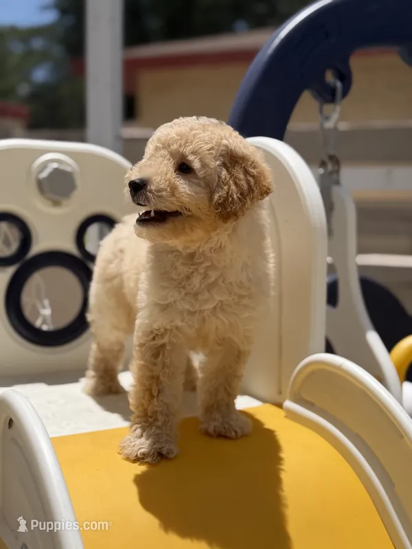 Maltipoo – Maltipoo puppy for sale in Tampa, FL