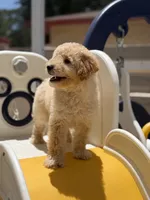 Maltipoo, a male Maltipoo for sale in Tampa, FL – 1 of 2