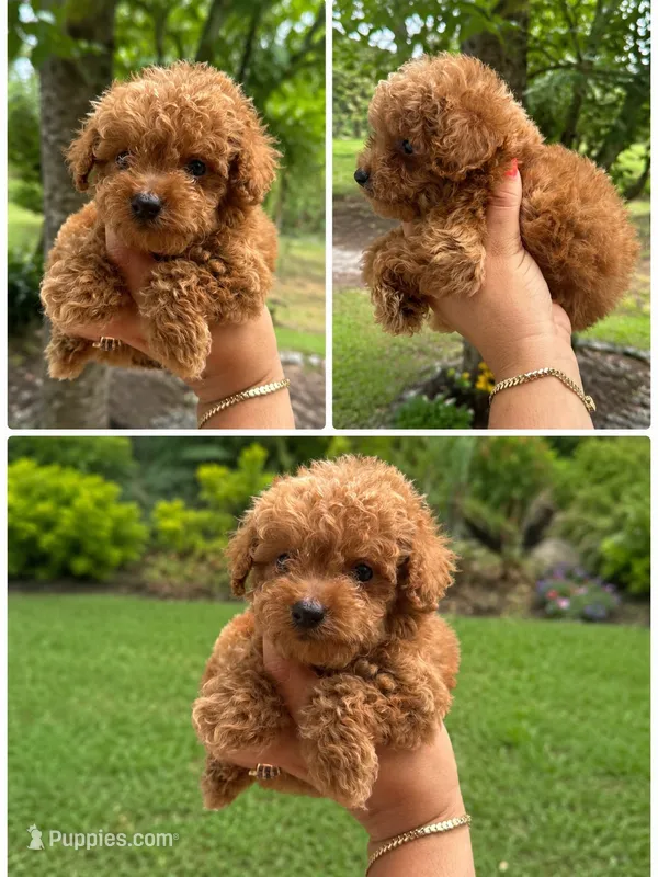 Toy poodle  – Poodle - Toy  puppy for sale in Tampa, FL