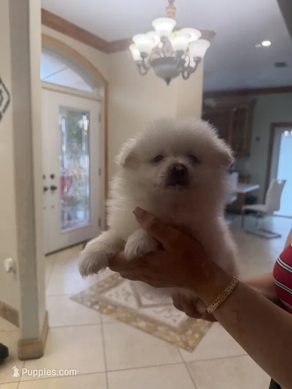 Pomeranio  – Pomeranian puppy for sale in Tampa, FL
