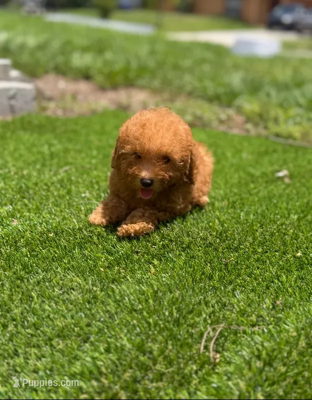 Toy poodle  – Poodle - Toy  puppy for sale in Tampa, FL