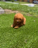 Toy poodle , a male Poodle - Toy  for sale in Tampa, FL – 1 of 3