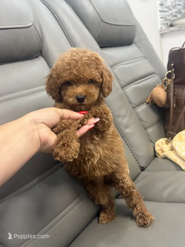 Toy poodle  – Poodle - Toy  puppy for sale in Tampa, FL