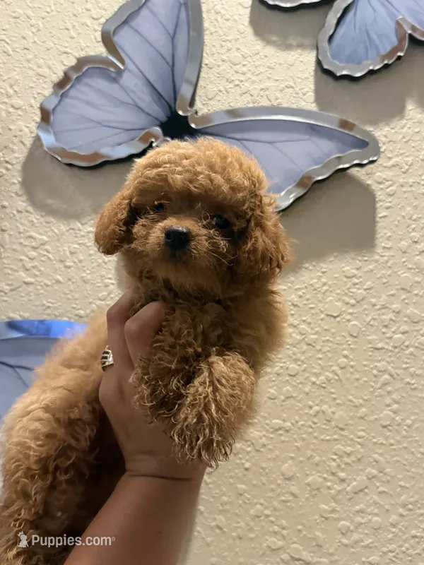 Toy poodle  – Poodle - Toy  puppy for sale in Tampa, FL