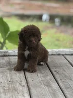 Mini aussidoodle , a male Miniature Aussiedoodle for sale in Tampa, FL – 2 of 3