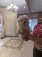 Pomeranio , a male Pomeranian for sale in Tampa, FL – 2 of 2