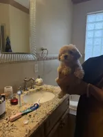 Maltipoo , a male Maltipoo for sale in Tampa, FL – 2 of 2