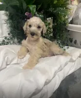 Schnauzer , a male Miniature Schnauzer for sale in Tampa, FL – 2 of 2