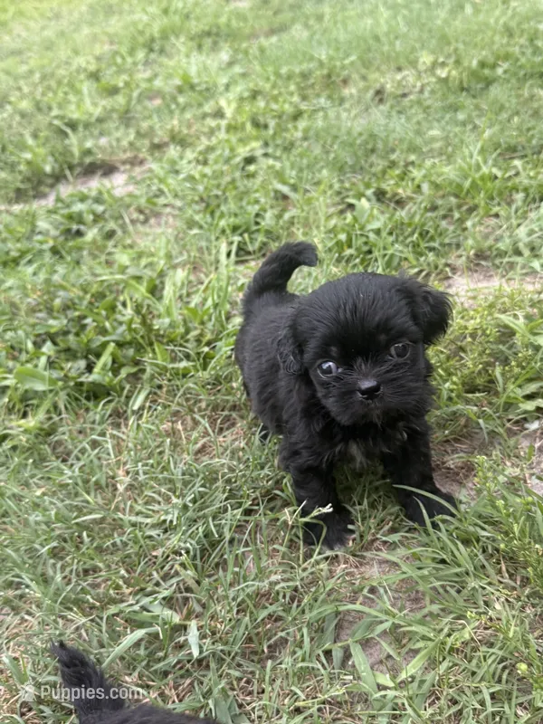 Shihtzu  – Shih Tzu puppy for sale in Tampa, FL