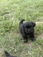 Shihtzu , a male Shih Tzu for sale in Tampa, FL – 1 of 2