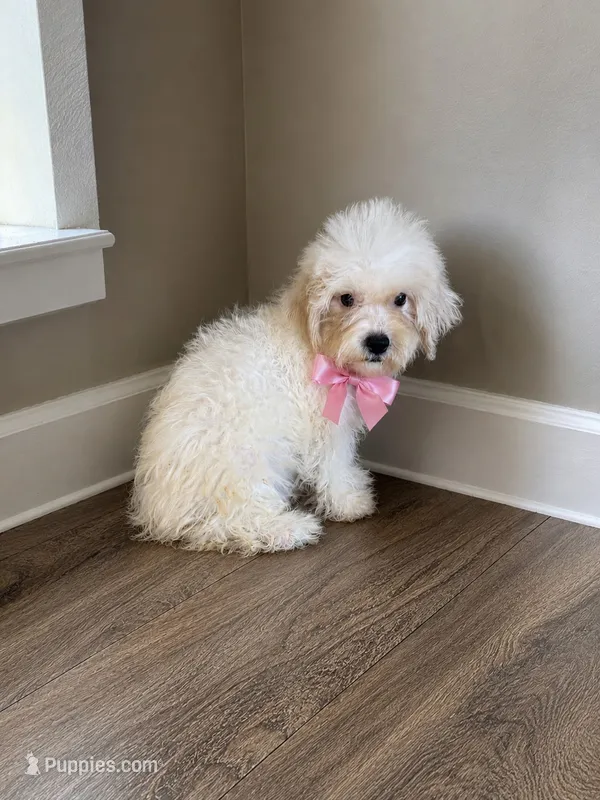 Maltipoo – Maltipoo puppy for sale in Tampa, FL