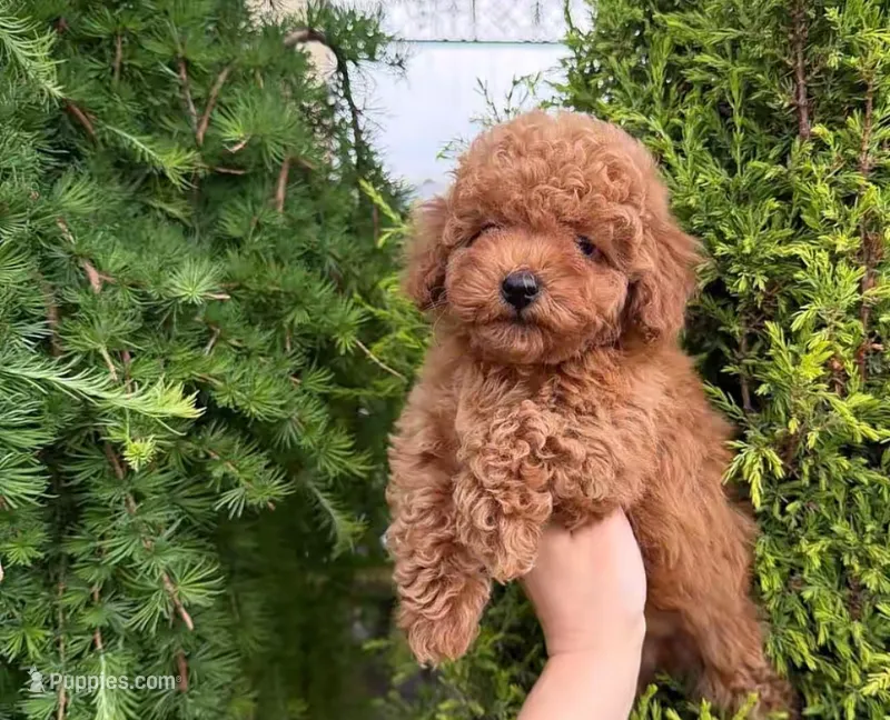 Toy poodle  – Poodle - Toy  puppy for sale in Tampa, FL