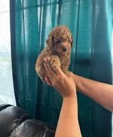 Toy poodle , a female Poodle - Toy  for sale in Tampa, FL – 1 of 2