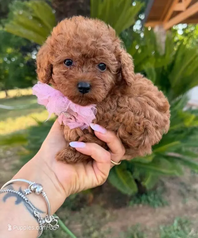 Toy poodle  – Poodle - Toy  puppy for sale in Tampa, FL