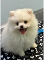 Pomeranian, a male Pomeranian for sale in Tampa, FL – 2 of 2