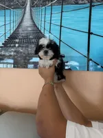 Shitzu , a male Shih Tzu for sale in Tampa, FL – Photo 1 of 2
