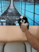 Shitzu , a male Shih Tzu for sale in Tampa, FL – Photo 2 of 2