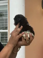 Shihtzu , a male Shih Tzu for sale in Tampa, FL – 3 of 3