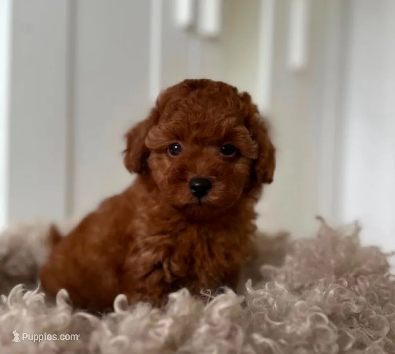 Toy poodle  – Poodle - Toy  puppy for sale in Tampa, FL