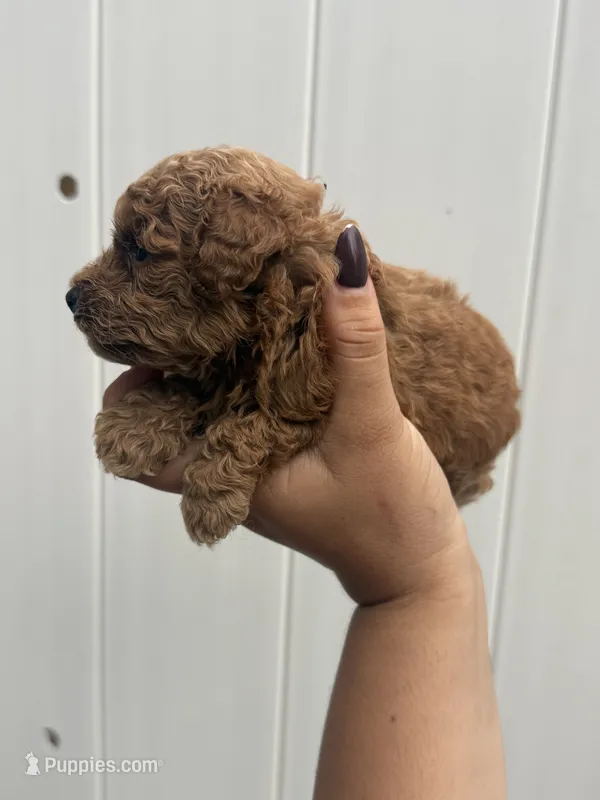 Toy poodle  – Poodle - Toy  puppy for sale in Tampa, FL