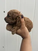 Toy poodle , a male Poodle - Toy  for sale in Tampa, FL – 1 of 3