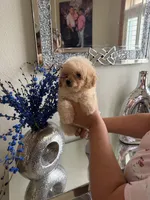 Toy poodle, a male Poodle - Toy  for sale in Tampa, FL – Photo 2 of 2