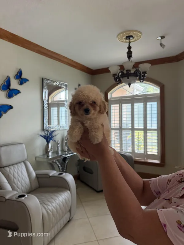 Toy poodle – Poodle - Toy  puppy for sale in Tampa, FL