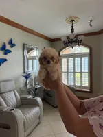 Toy poodle, a male Poodle - Toy  for sale in Tampa, FL – Photo 1 of 2