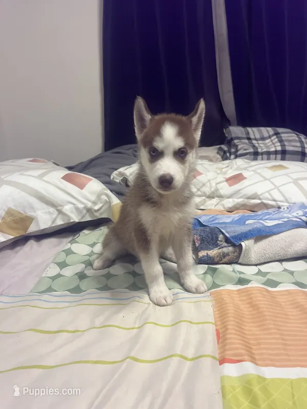 Hossky – Siberian Husky puppy for sale in Tampa, FL